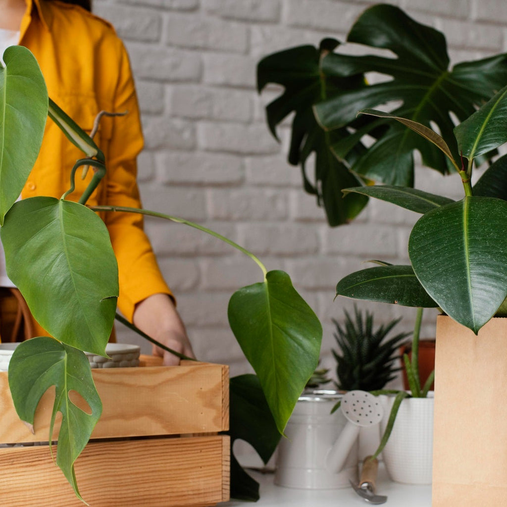 Why Eco-Friendly Products Are Worth the Investment